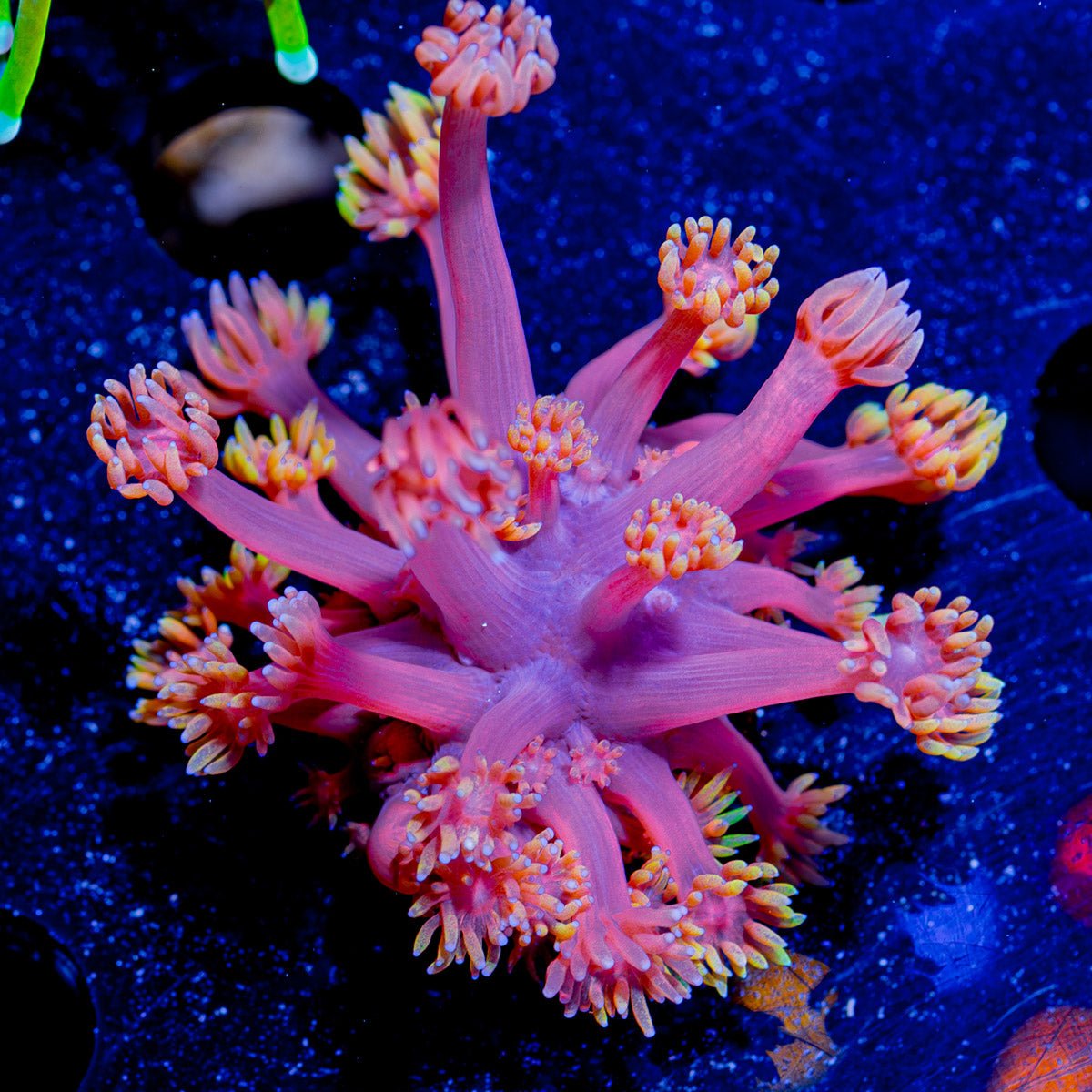 Iron Man Goniopora - riptide aquaculture llc