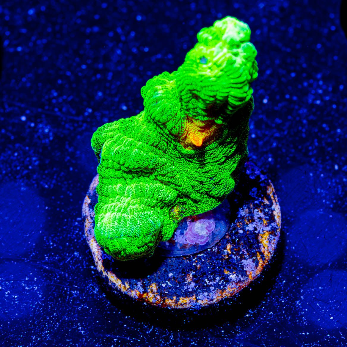 Space Invader Pectinia - riptide aquaculture llc