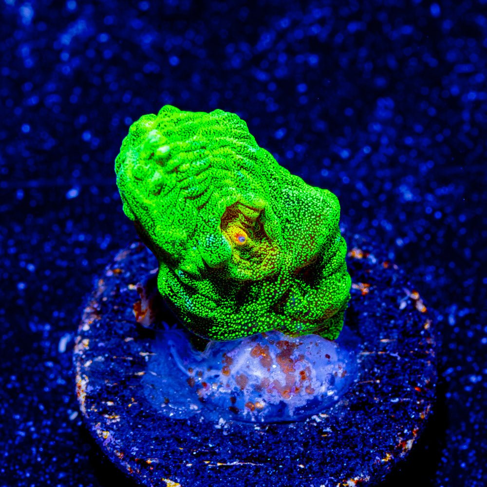 Space Invader Pectinia - riptide aquaculture llc