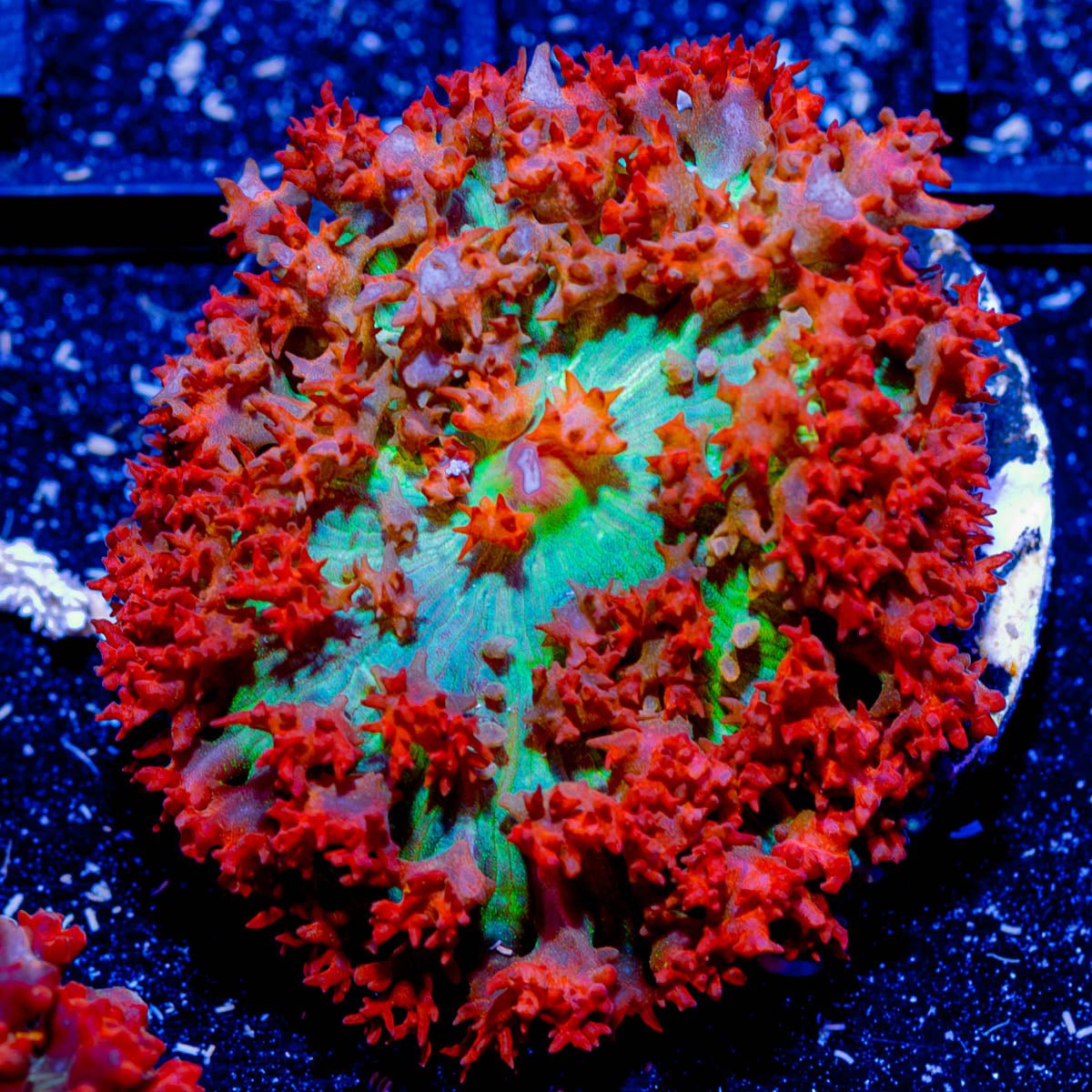 Red St. Thomas Mushroom