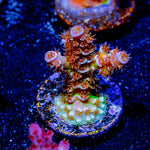 Teletubbies Acropora - riptide aquaculture llc