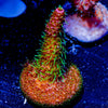 Robot Santa Clause Acropora - riptide aquaculture llc