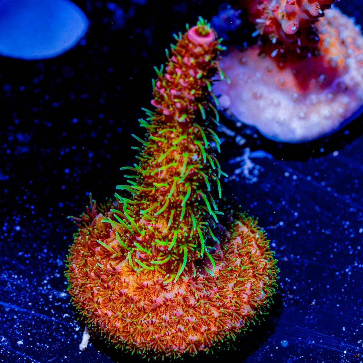 Robot Santa Clause Acropora - riptide aquaculture llc