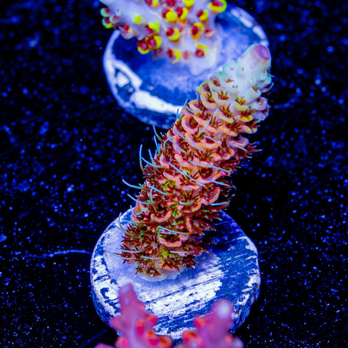 Drgaon Glass Millepora