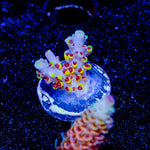 Pink Floyd Acropora - riptide aquaculture llc