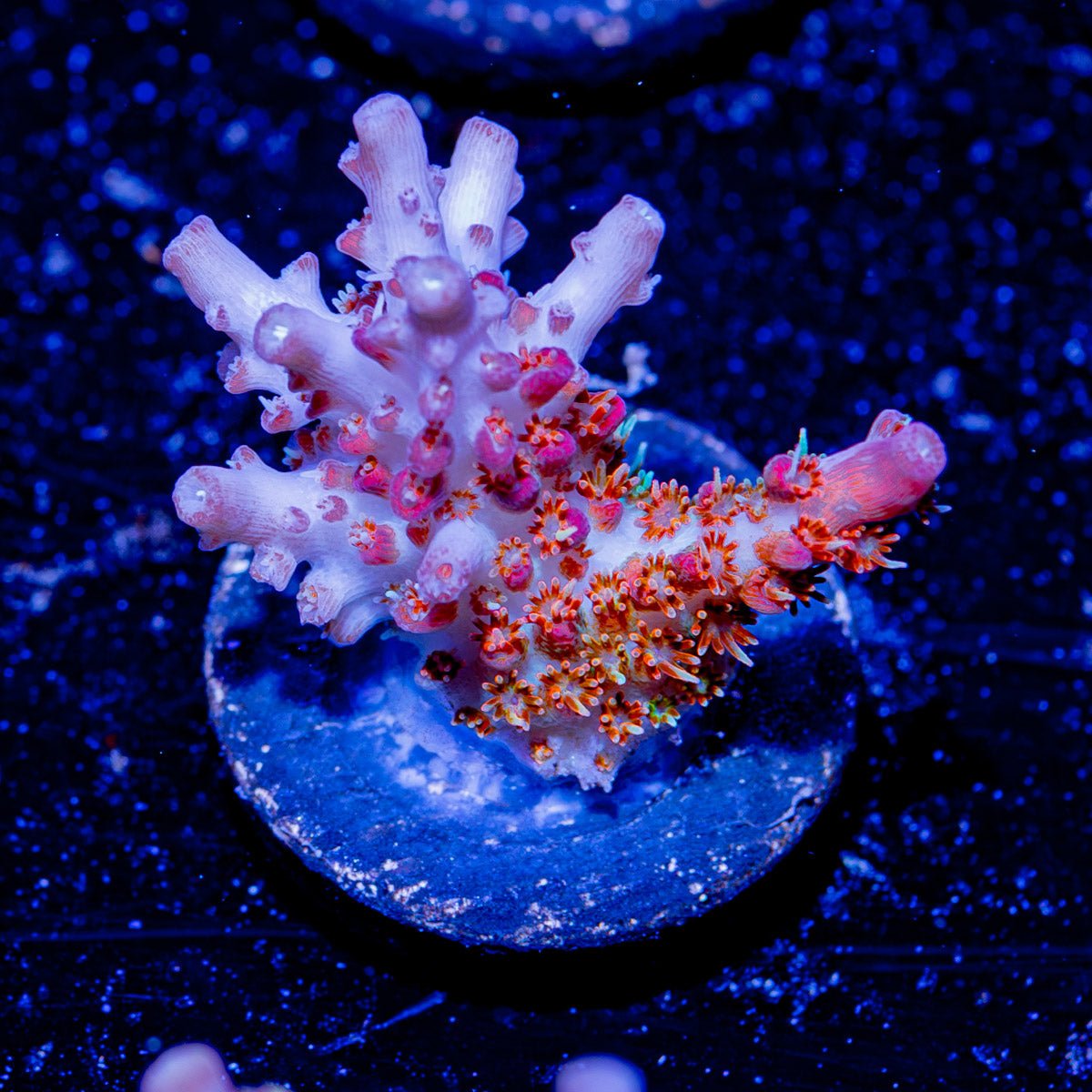 Pinky The Bear Acropora - riptide aquaculture llc