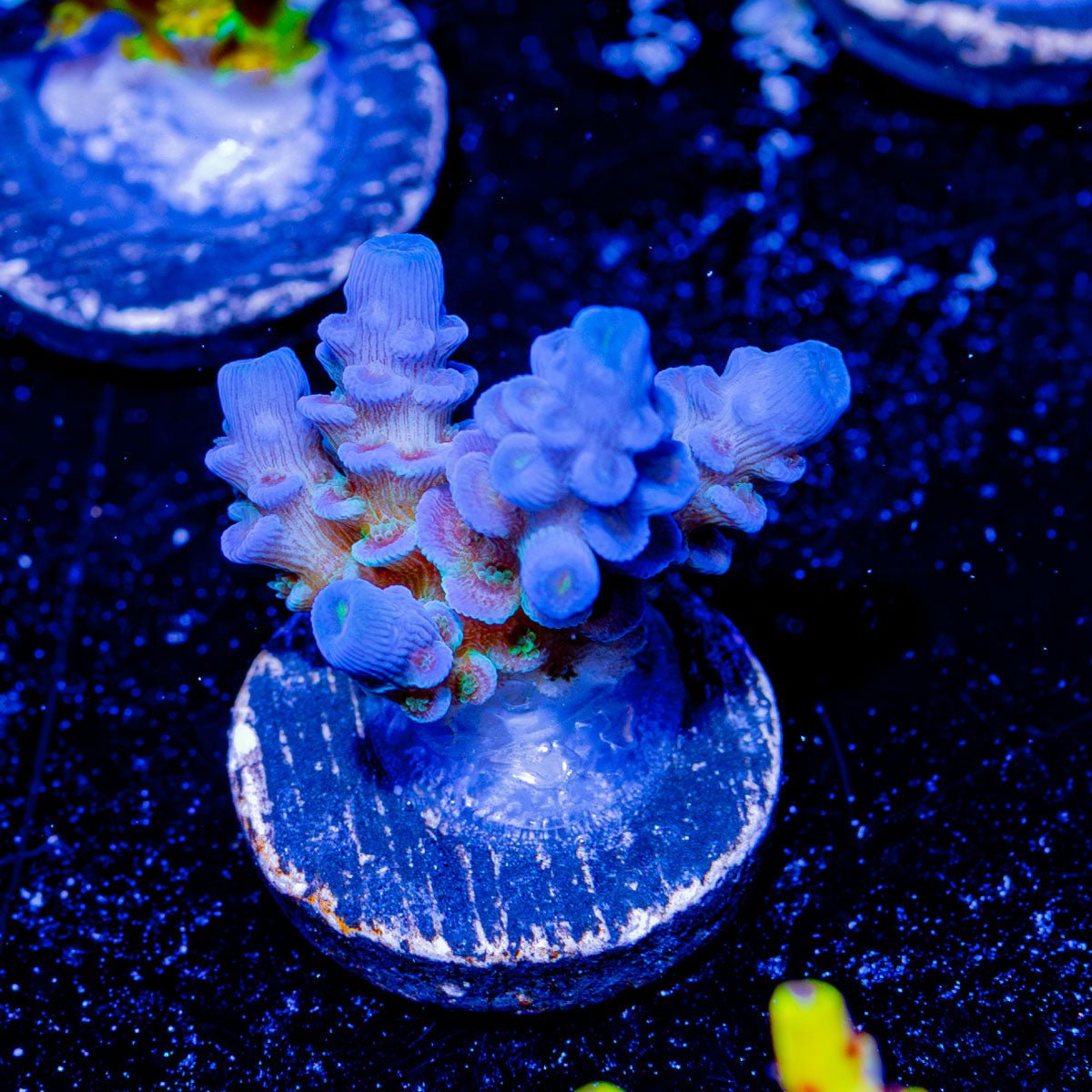 Rainbow Fusion Acropora - riptide aquaculture llc