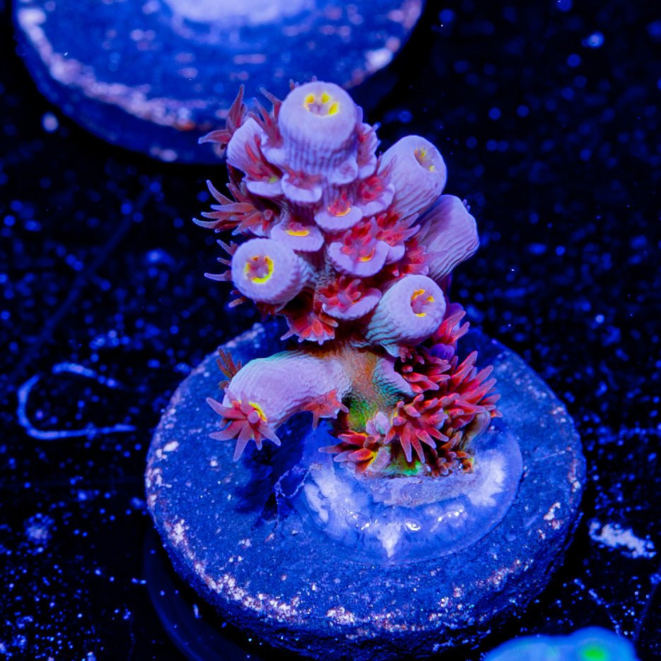 Cherry Bomb Acropora - riptide aquaculture llc