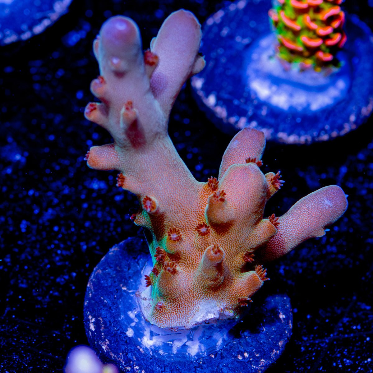 Banana Hands Acropora - riptide aquaculture llc