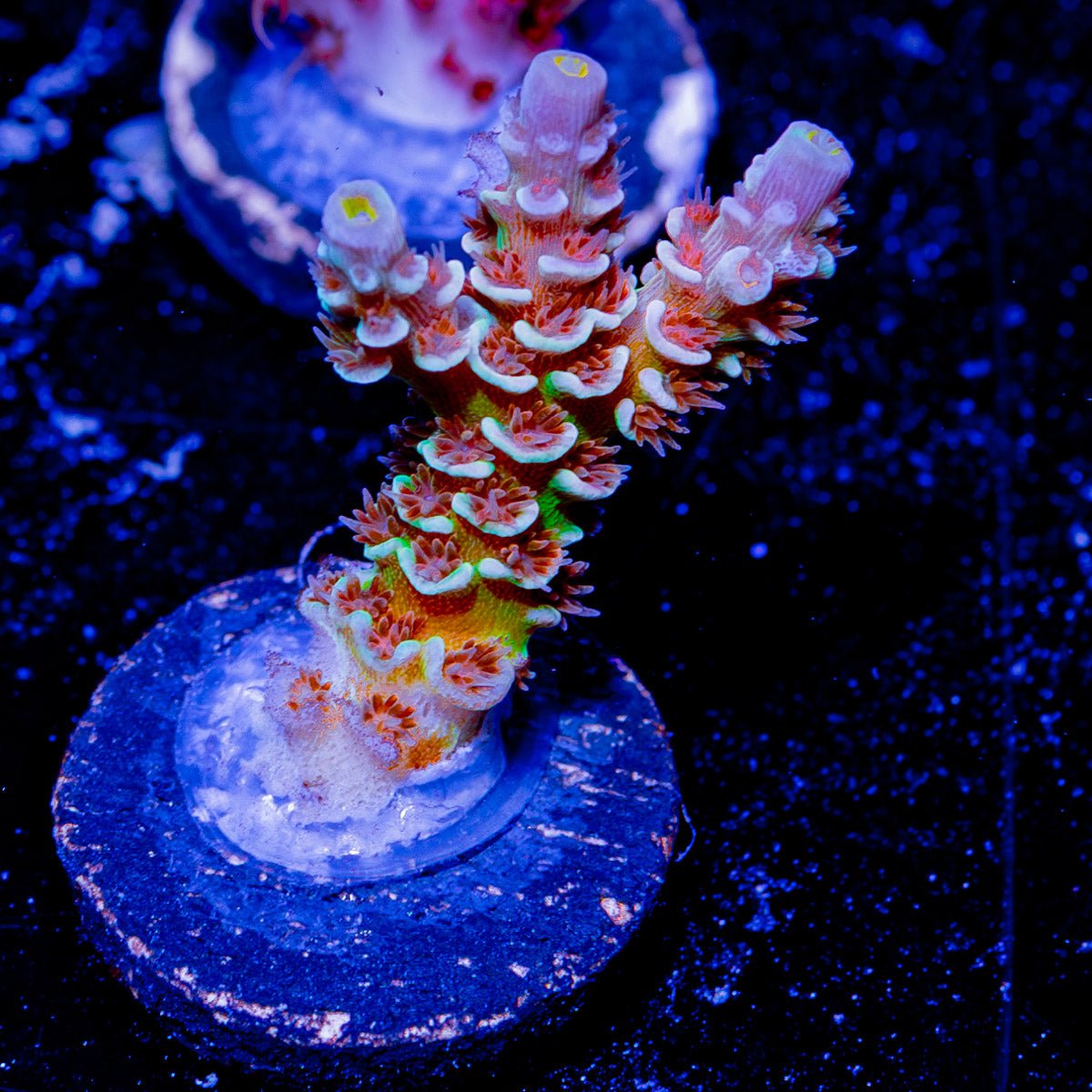 Teletubbies Acropora - riptide aquaculture llc