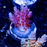 Night Fury Acropora - riptide aquaculture llc