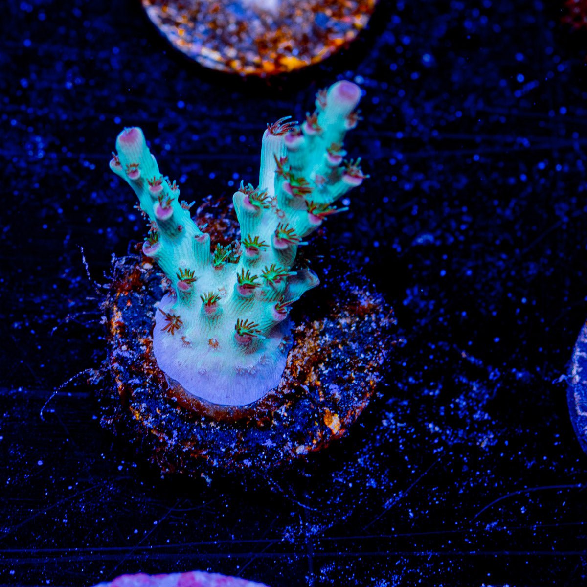 Yoda Acropora - riptide aquaculture llc