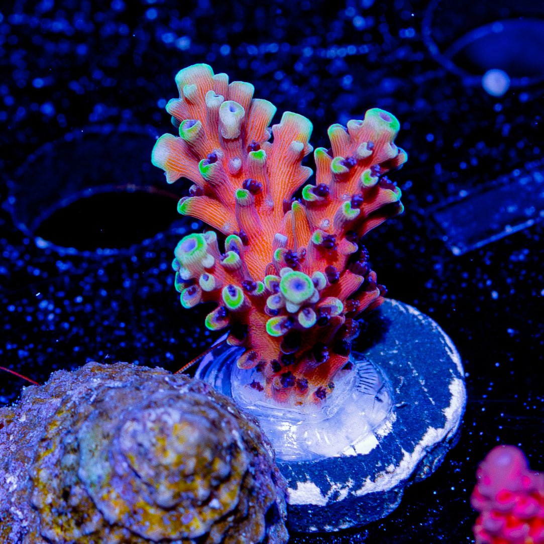 Pink Cadillac Acropora - riptide aquaculture llc