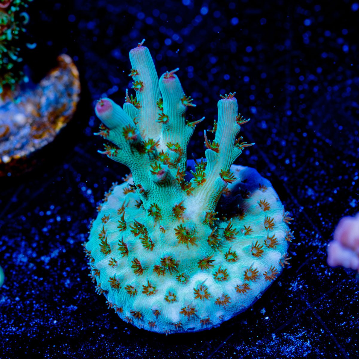 Yoda Acropora - riptide aquaculture llc