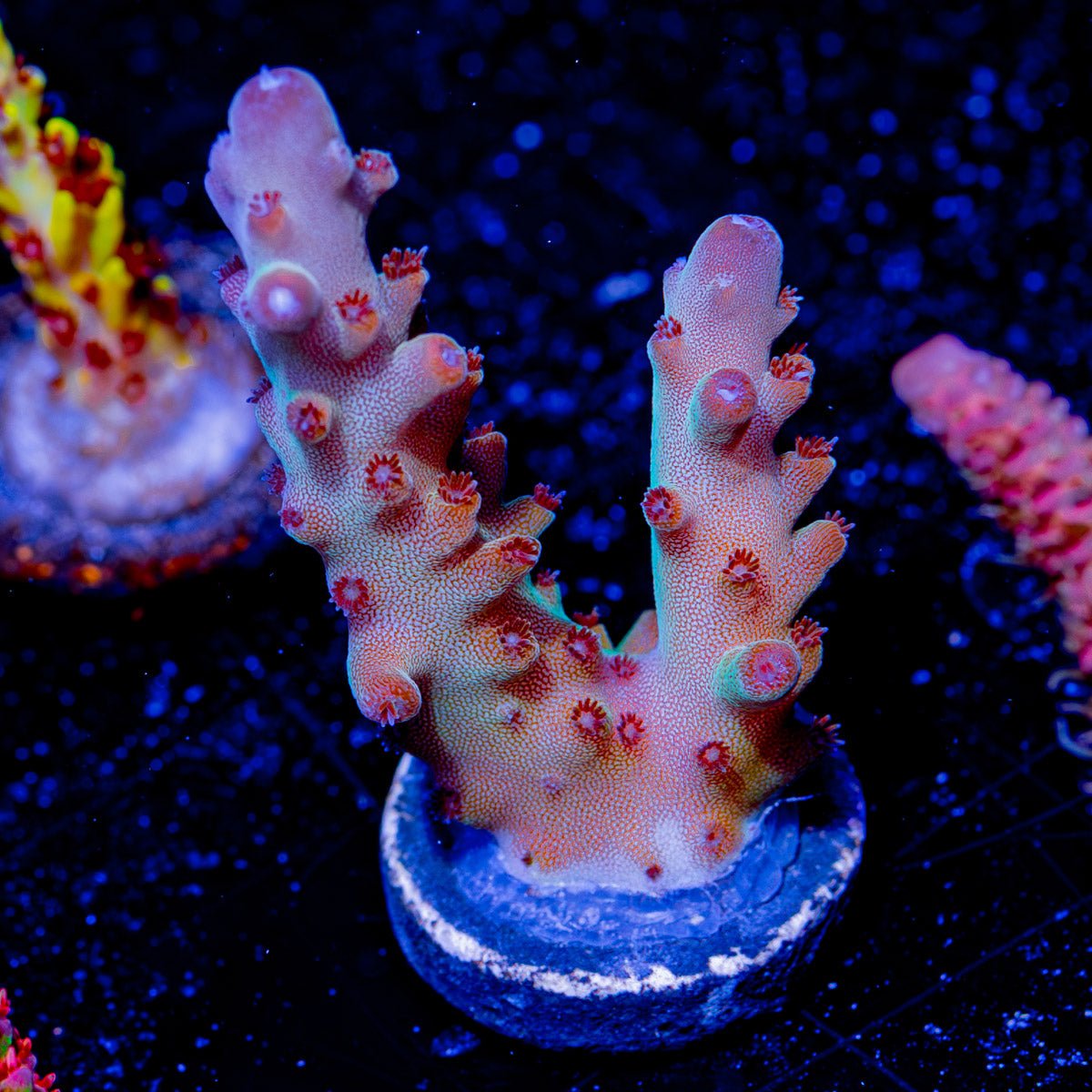 Banana Hands Acropora - riptide aquaculture llc