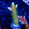 Skywalker Millepora - riptide aquaculture llc