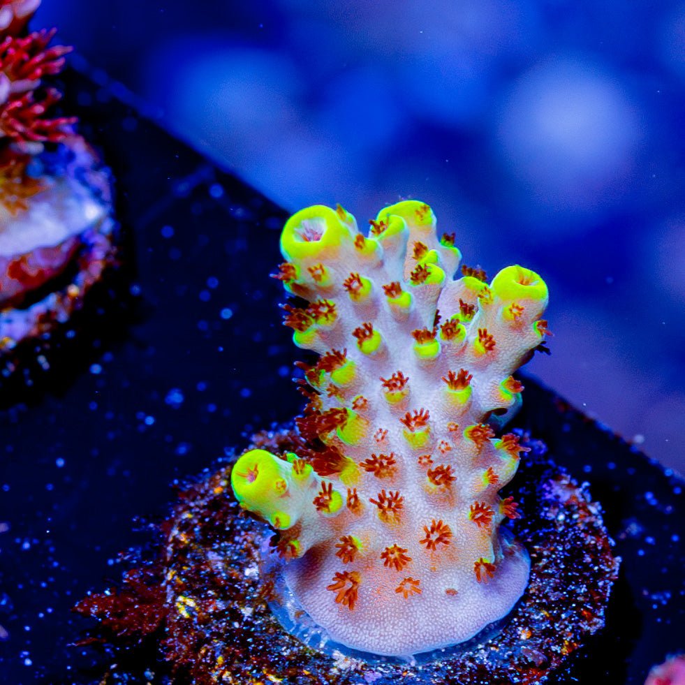 Firefly Acropora - riptide aquaculture llc