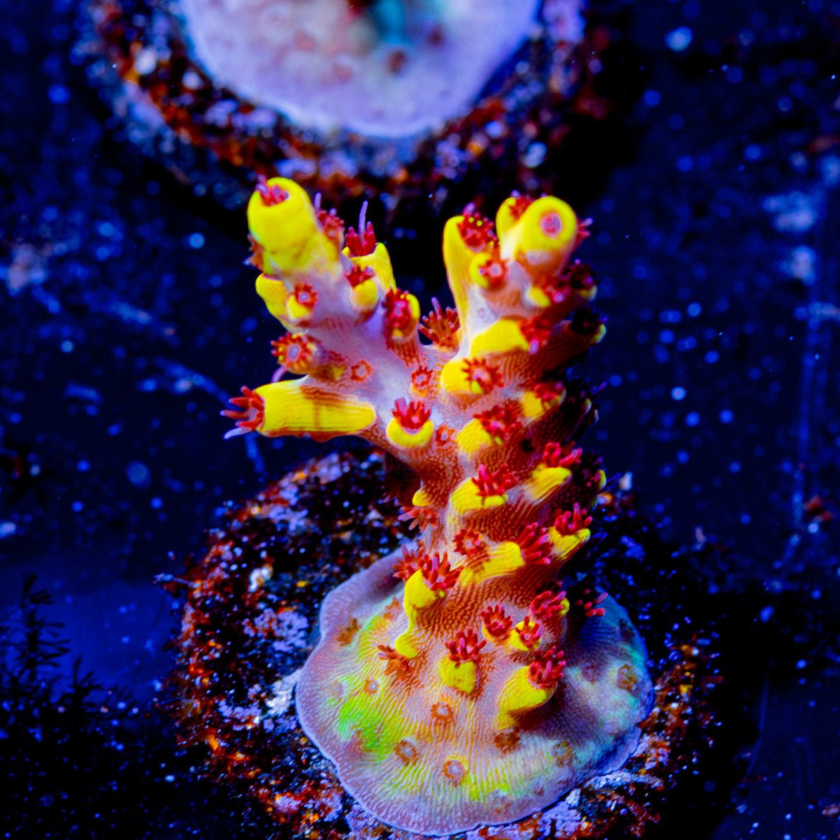 RR Pink Floyd Acropora - riptide aquaculture llc