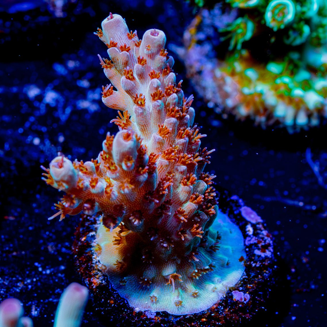 Flash Point Acropora - riptide aquaculture llc