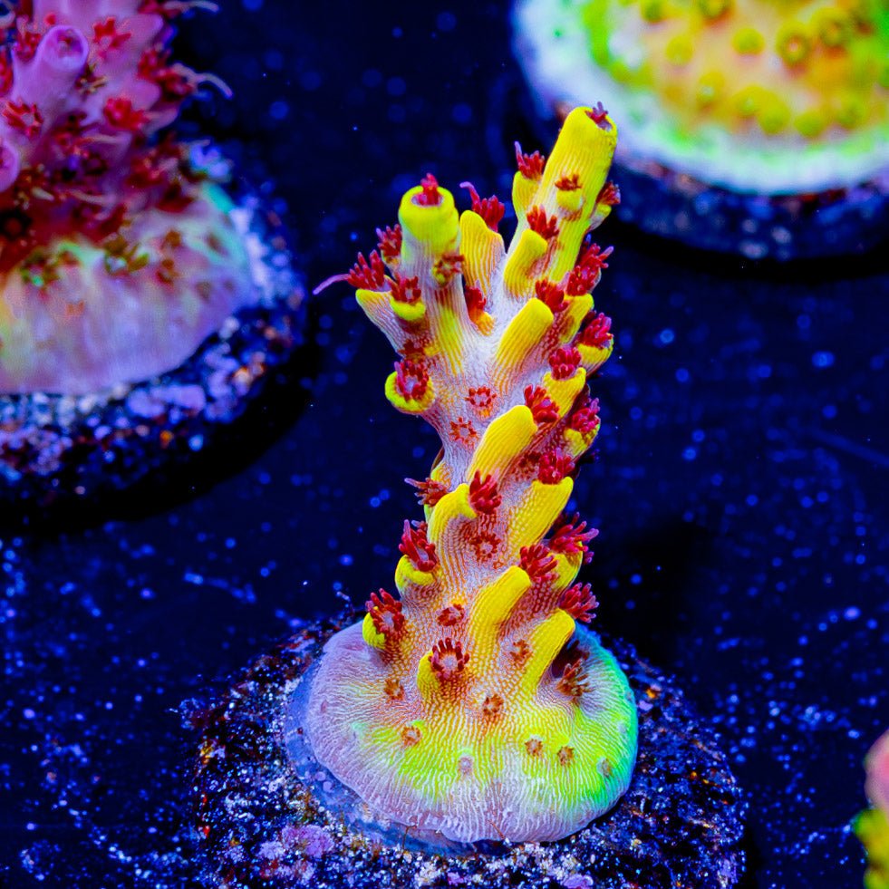 Pink Floyd Acropora - riptide aquaculture llc