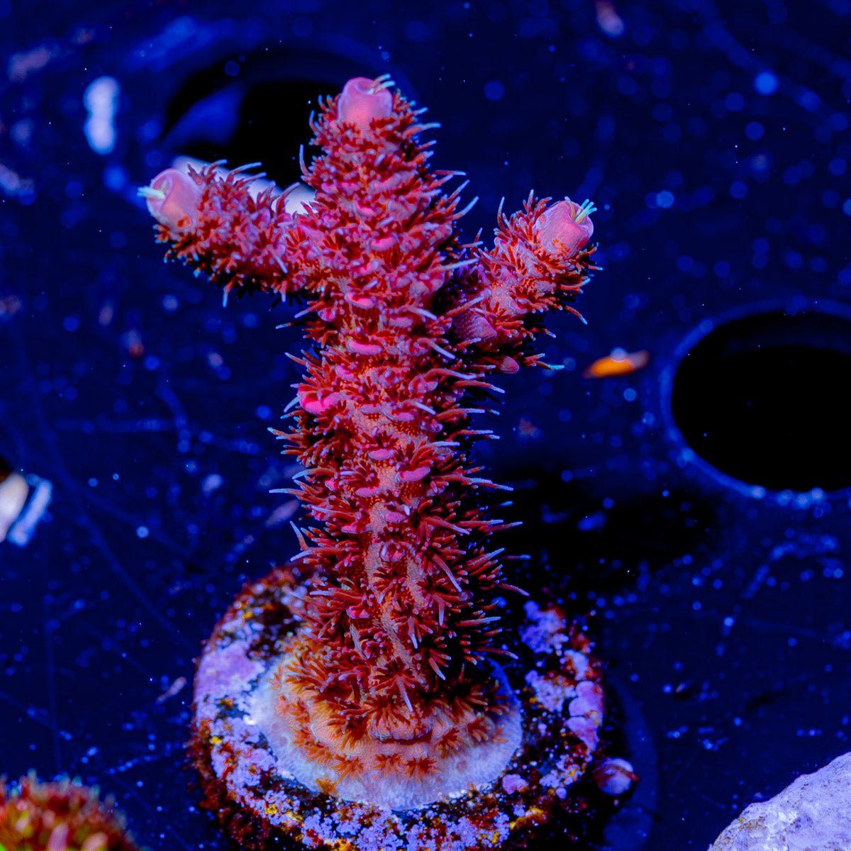 Red Millepora - riptide aquaculture llc