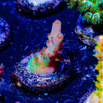 Banana Hands Acropora - riptide aquaculture llc