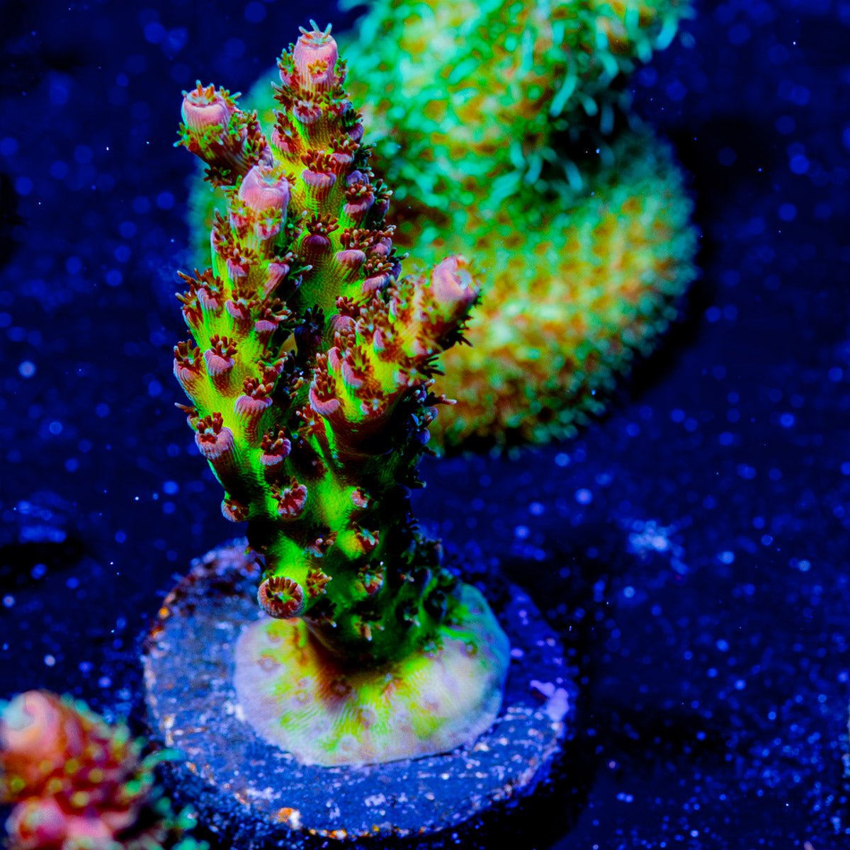 Robot Santa Claus Acropora