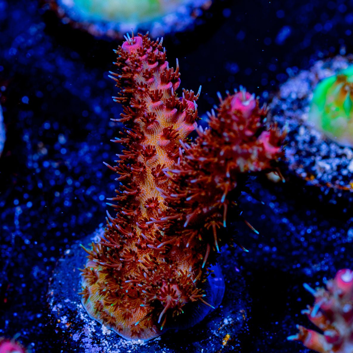 Who Dat Millepora - riptide aquaculture llc