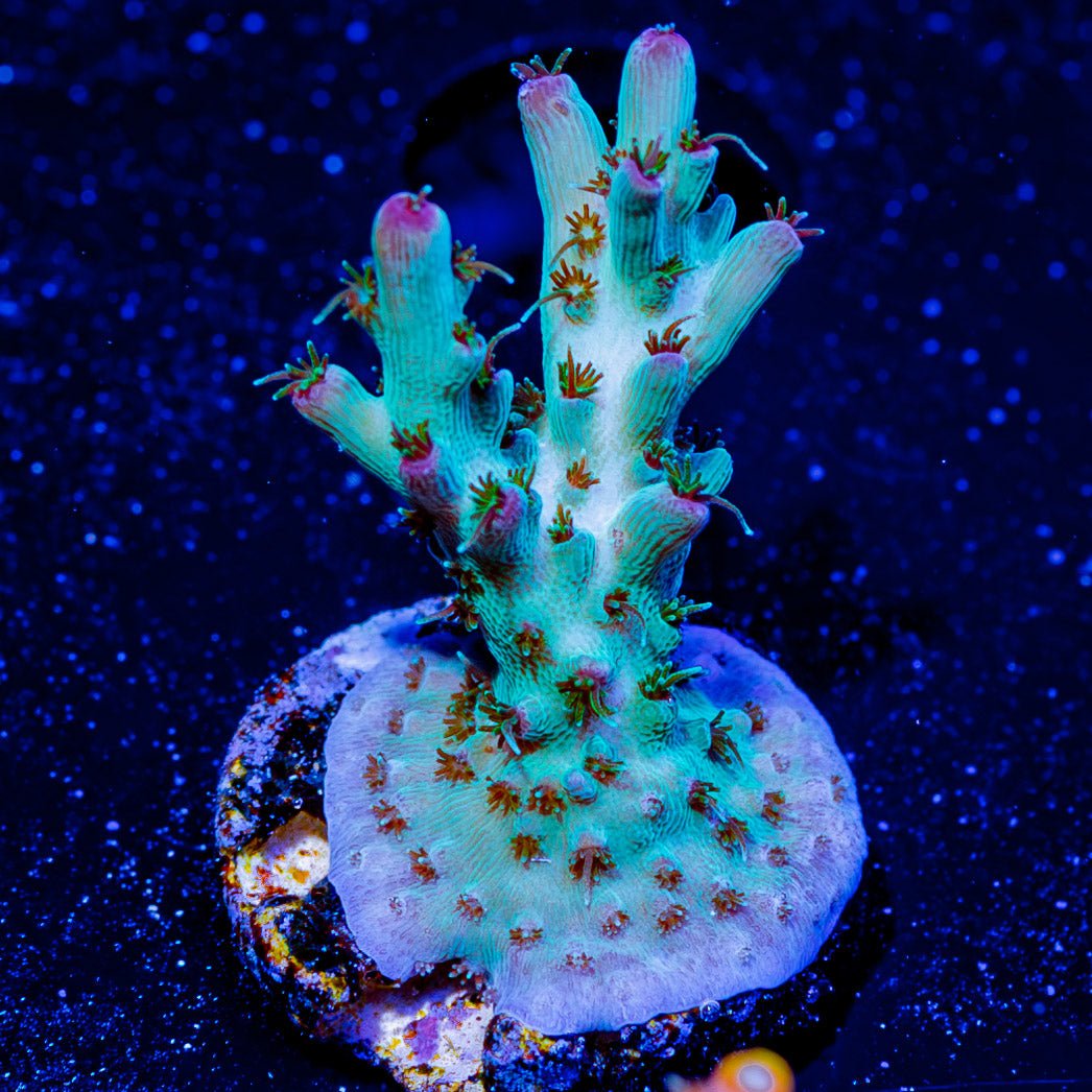 Yoda Acropora