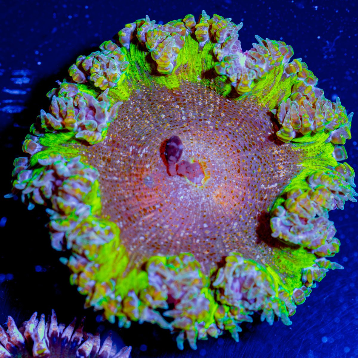 Ultra Rock Flower Anemone