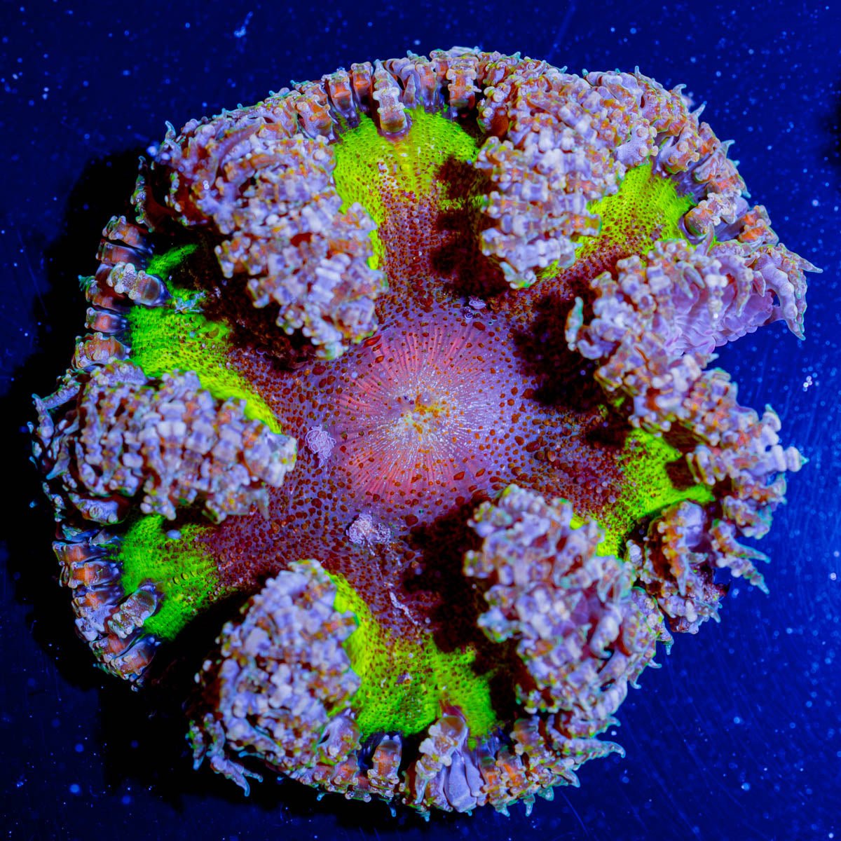 Ultra Rock Flower Anemone - riptide aquaculture llc