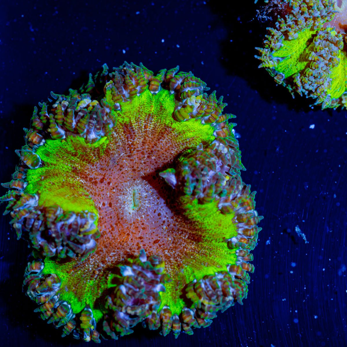 Ultra Rock Flower Anemone - riptide aquaculture llc