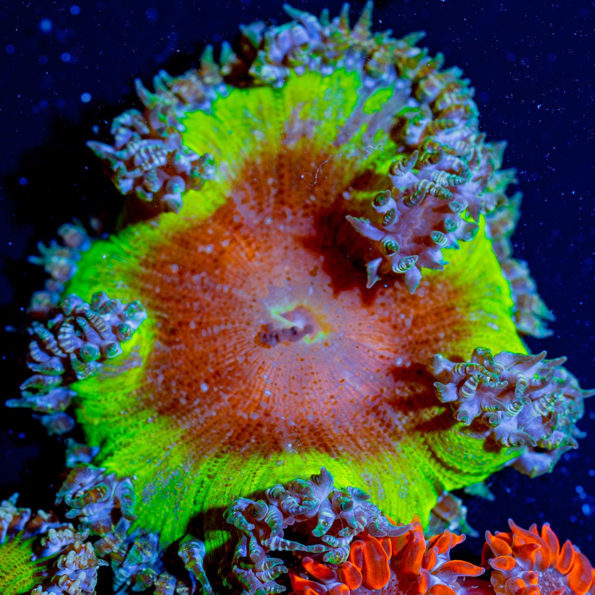 Ultra Rock Flower Anemone