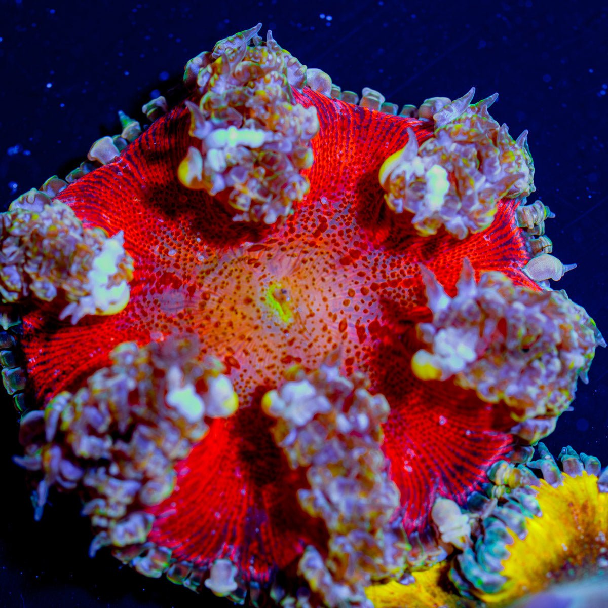 Ultra Rock Flower Anemone