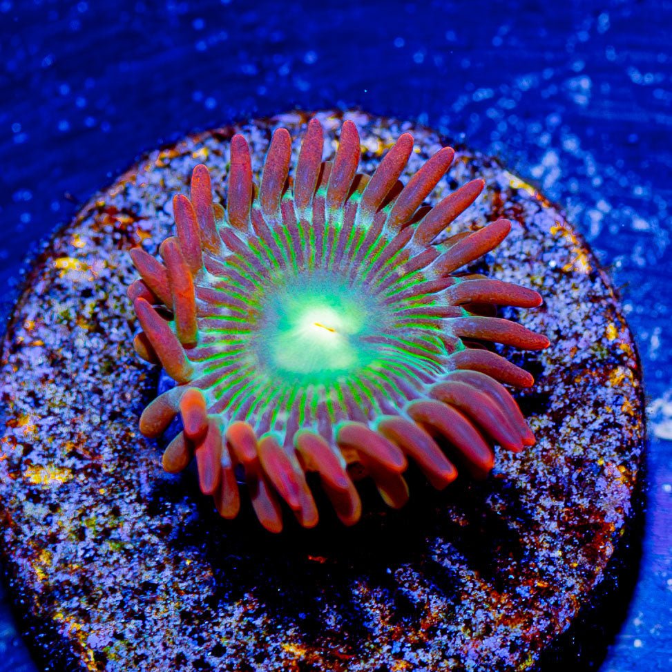 Blueberry Yum Yum Zoanthid - riptide aquaculture llc