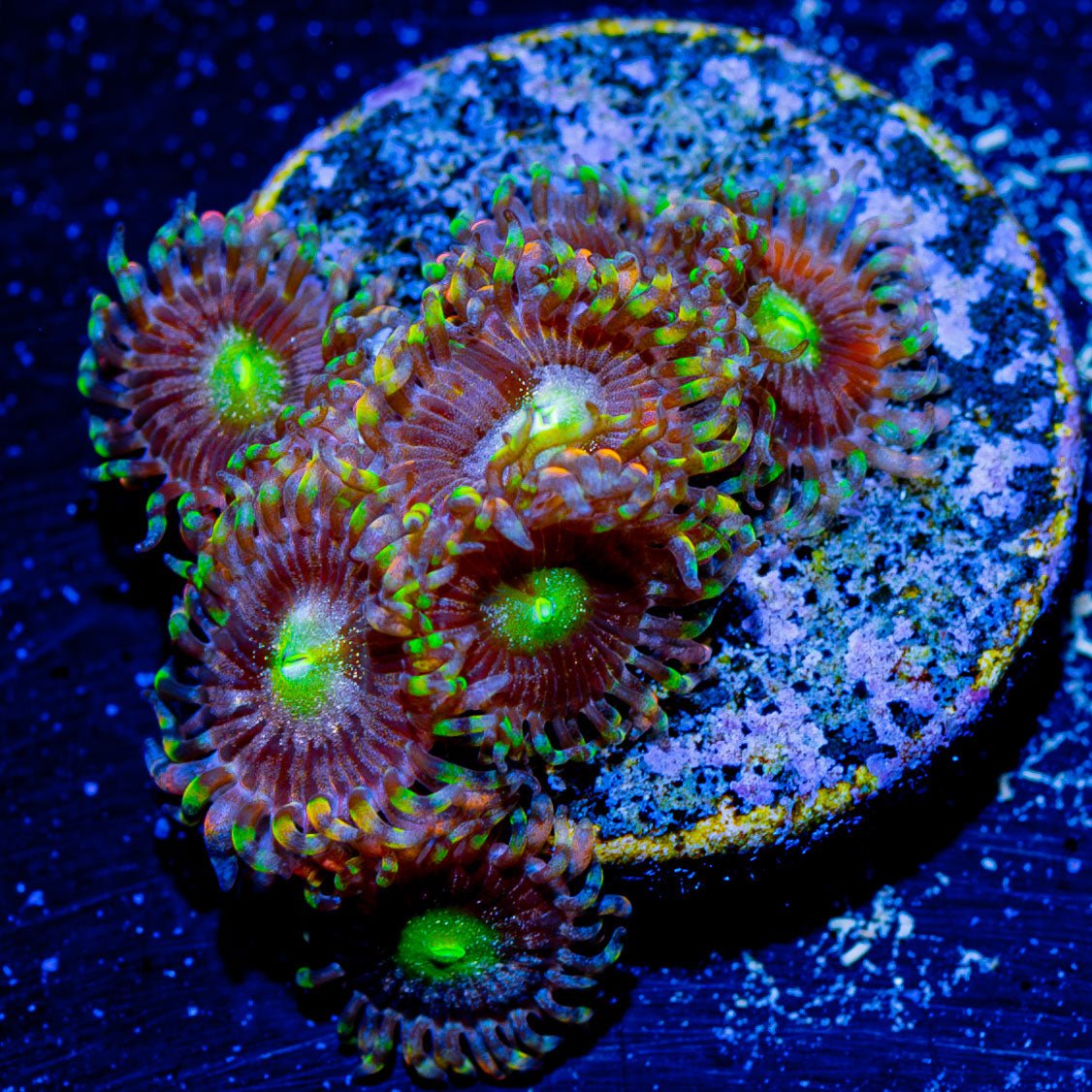 Bombshell Zoanthids - riptide aquaculture llc