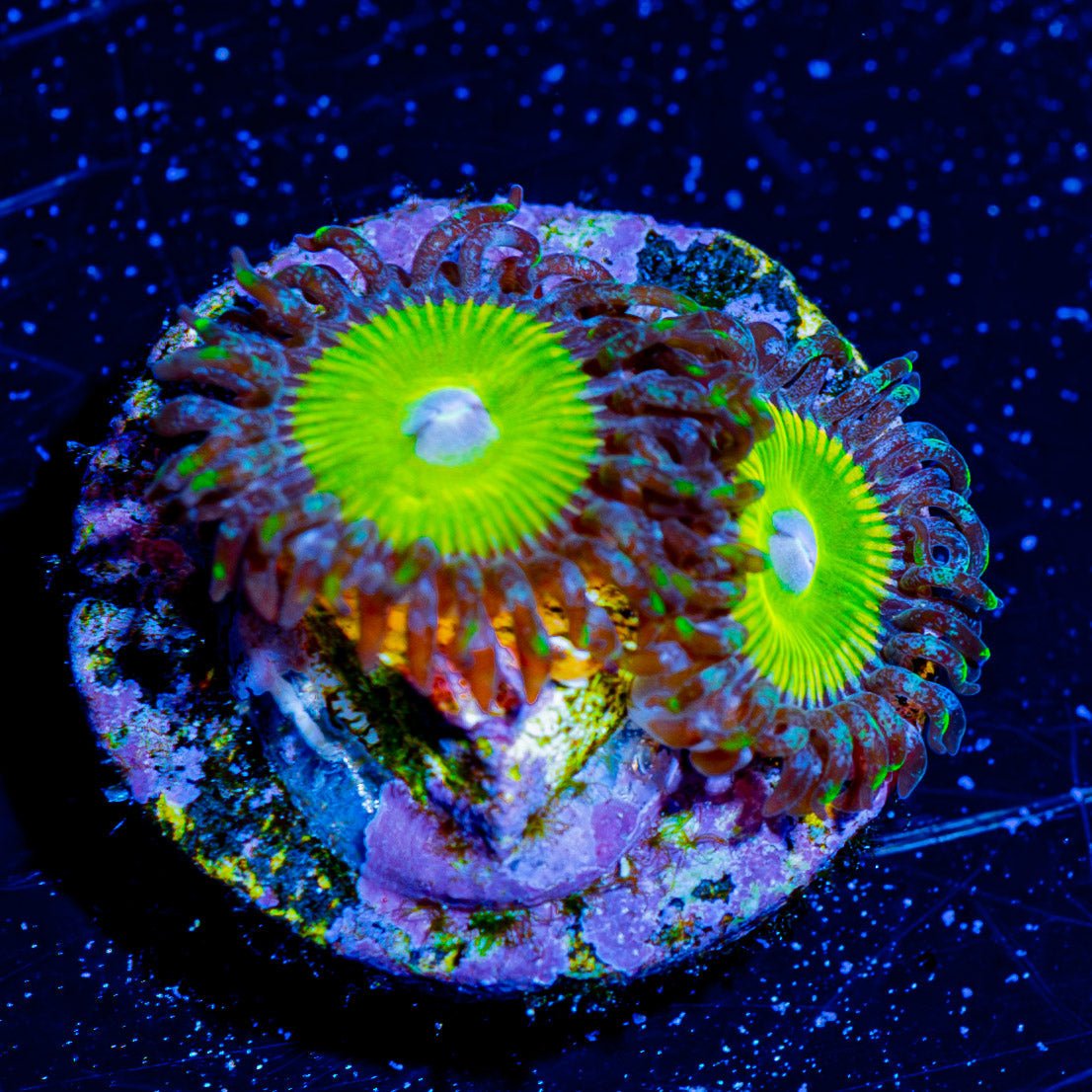 Frozen Apple Zoanthid - riptide aquaculture llc