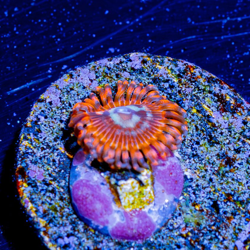 Utter Peace Zoanthid