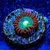 Blueberry Yum Yum Zoanthid