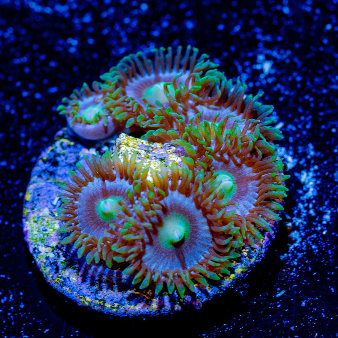 My Miami Zoanthid