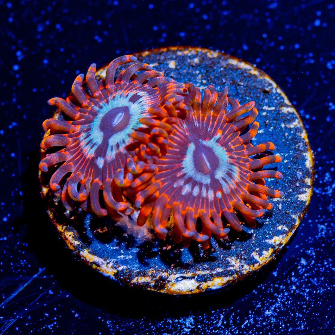 Utter Peace Zoanthid - riptide aquaculture llc