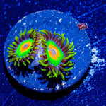 Rasta Zoanthid