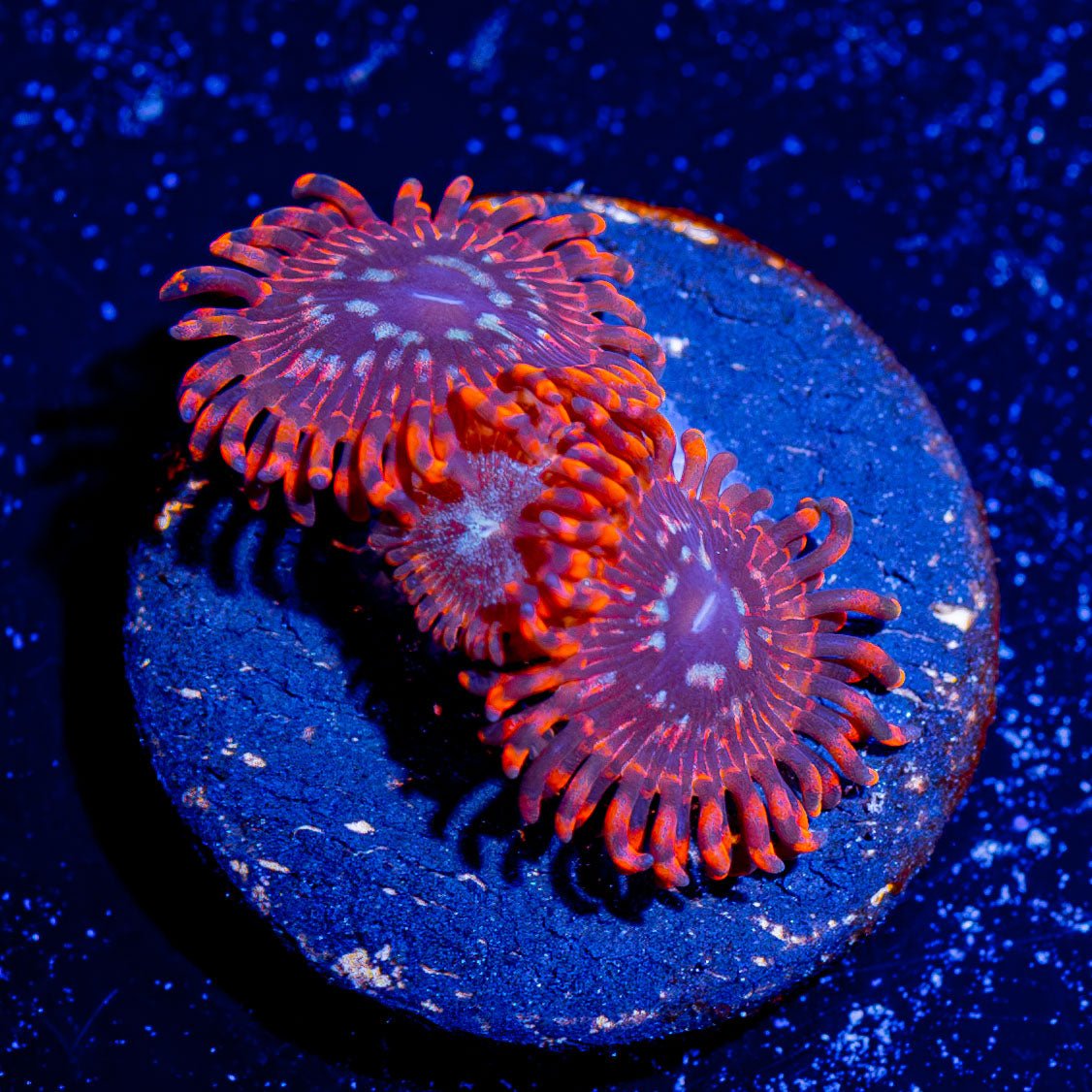 Utter Peace Zoanthid - riptide aquaculture llc