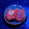 Utter Peace Zoanthid