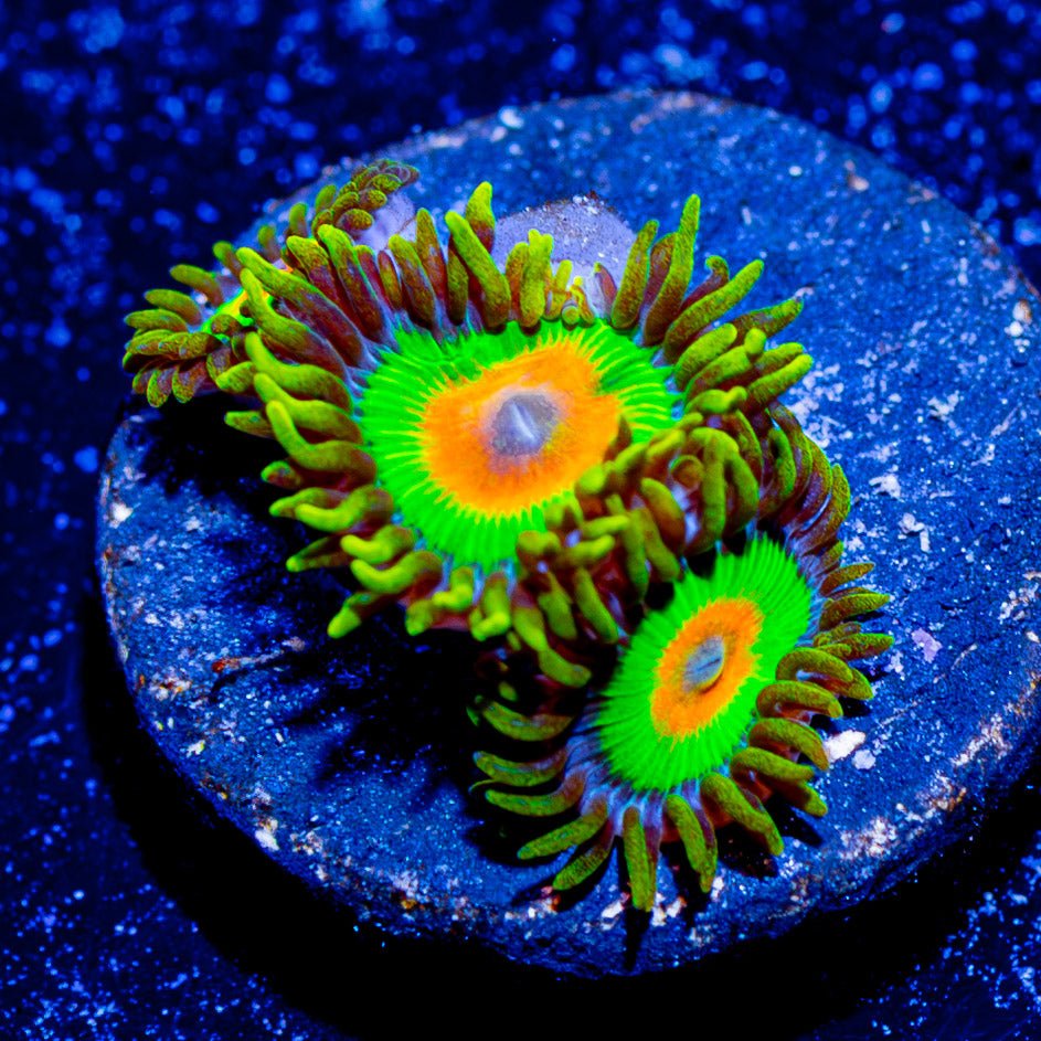 Rasta Zoanthid - riptide aquaculture llc