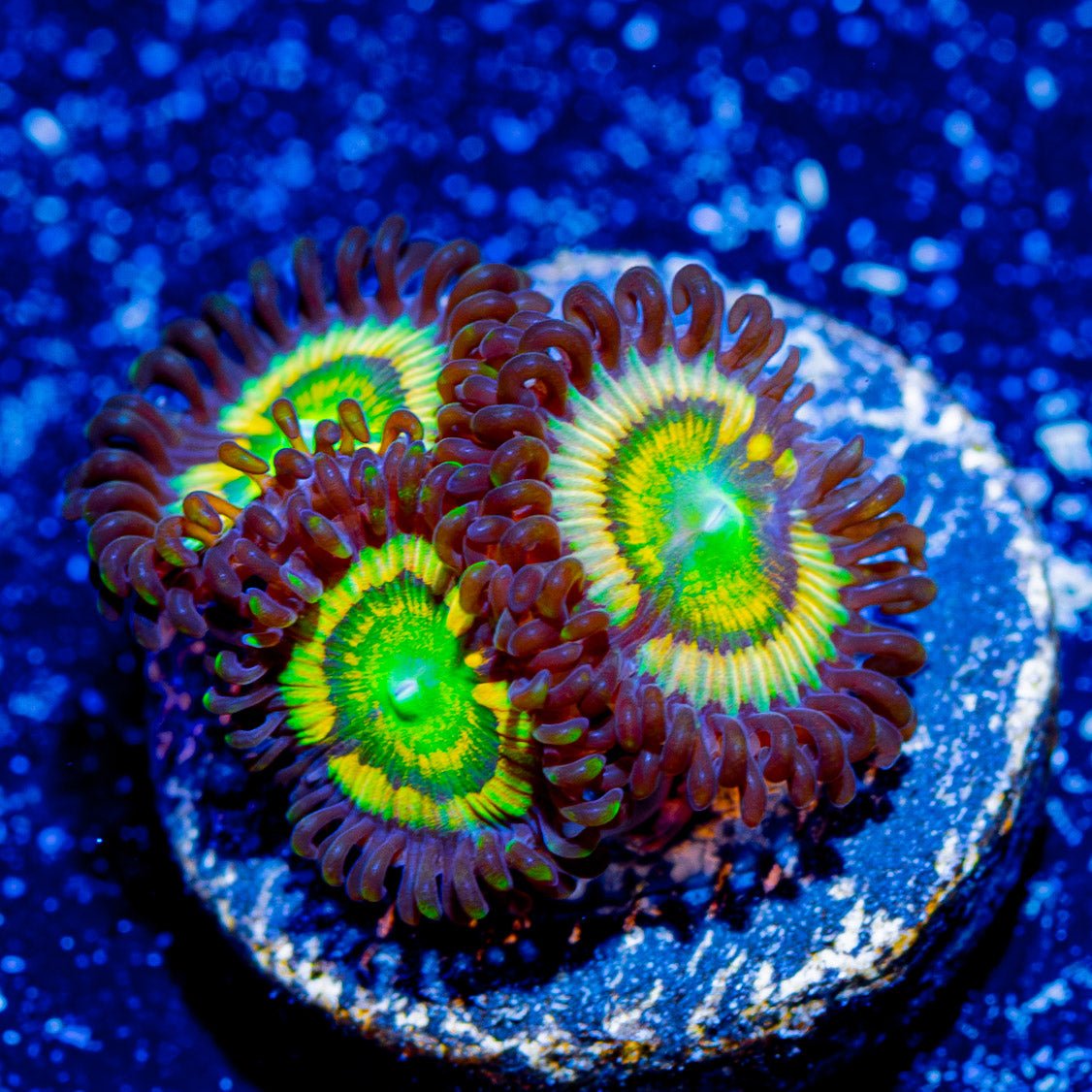 Citrus Cooler Zoanthids - riptide aquaculture llc