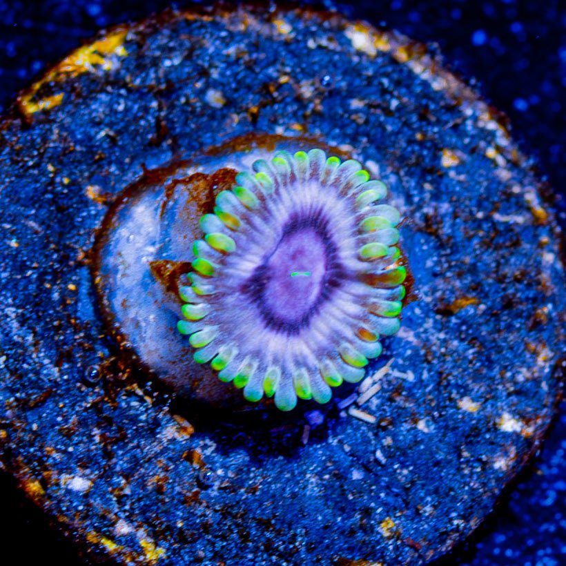 Majin Boo Zoanthid - riptide aquaculture llc