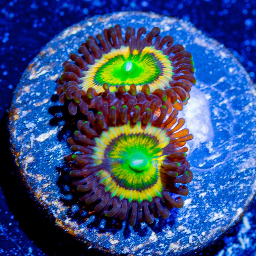 Citrus Cooler Zoanthids - riptide aquaculture llc