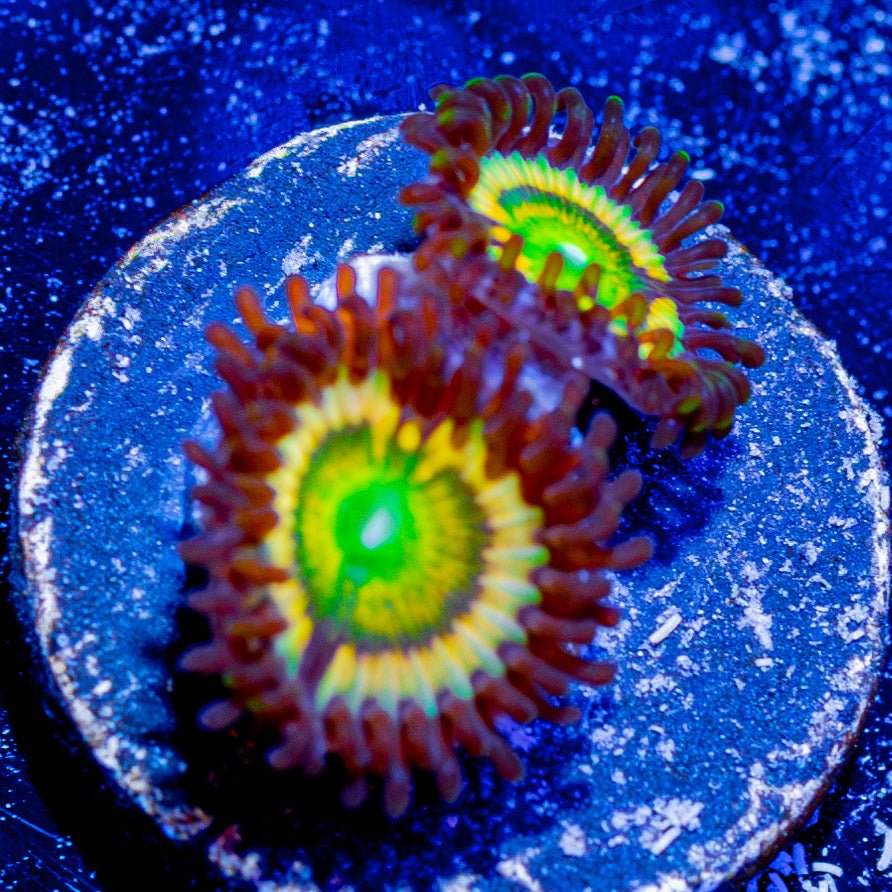 Citrus Cooler Zoanthids