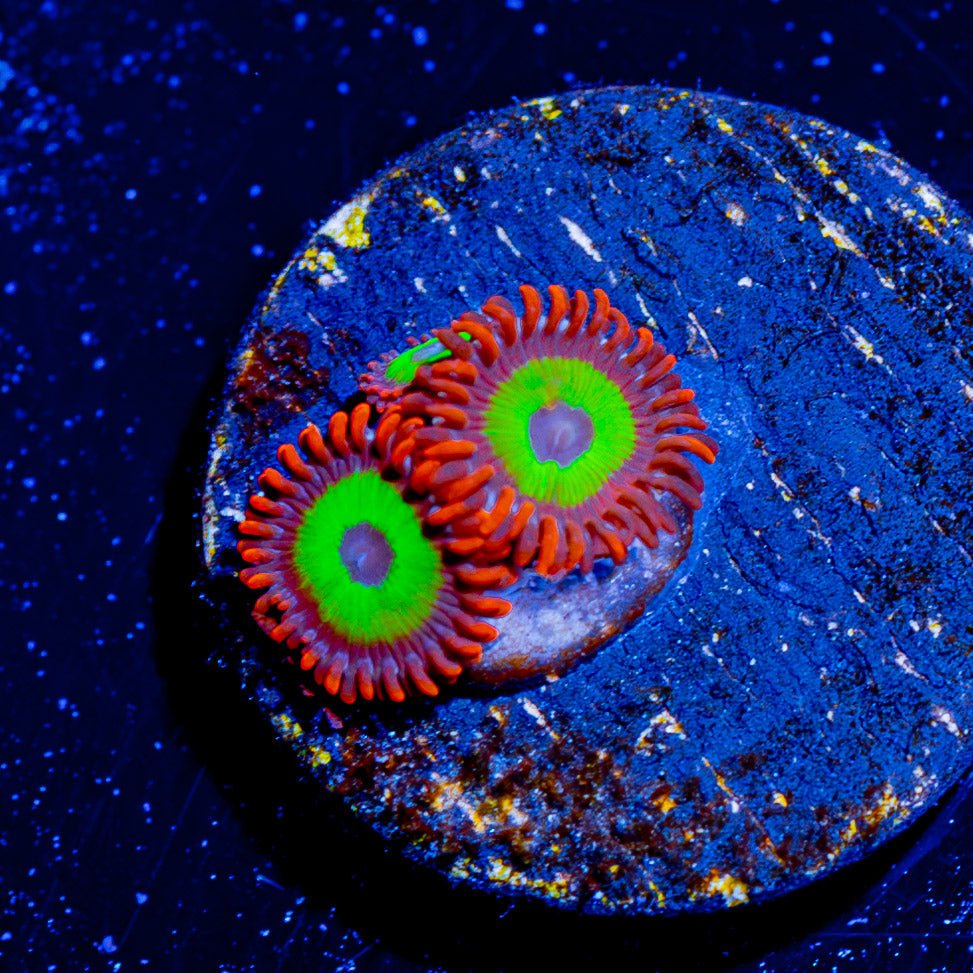 Emeralds on Fire Zoanthid - riptide aquaculture llc